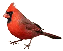 cardinal at Laurel Lane